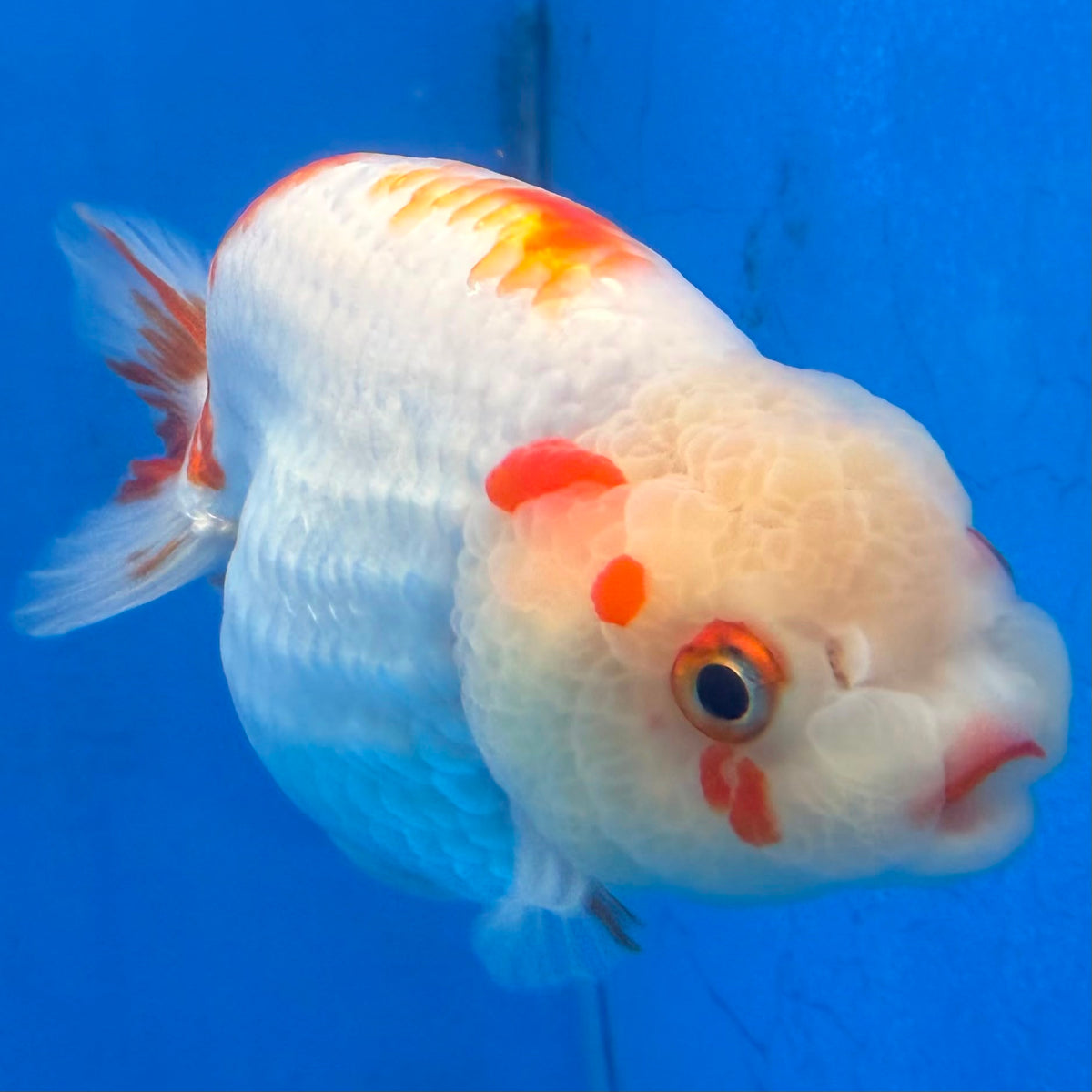 Thai Red & White Lemonhead Ranchu 4” Body Female(FEB-412) BLUETUBD