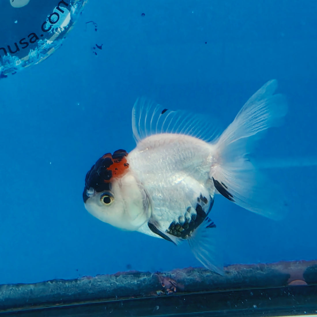 Thai Oranda Black Red Head Panda Jumbo Short body breed 2.5" Body Female 6mths(FEB-559)R3B22