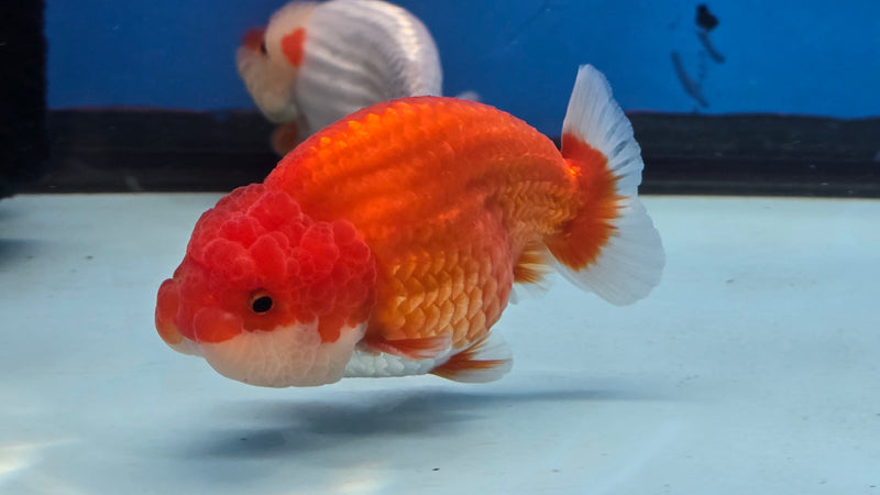 Thai Red/White Lionchu Ranchu 3.00 inch Body Male (NNN-2081)R4C07