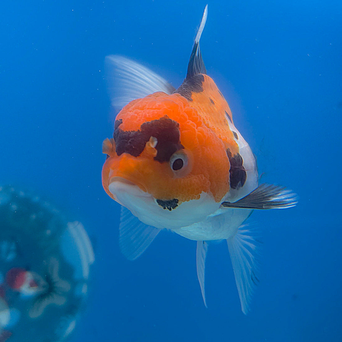 Thai Oranda Tri-Color 3.5” Female(FEB-707)R1A07