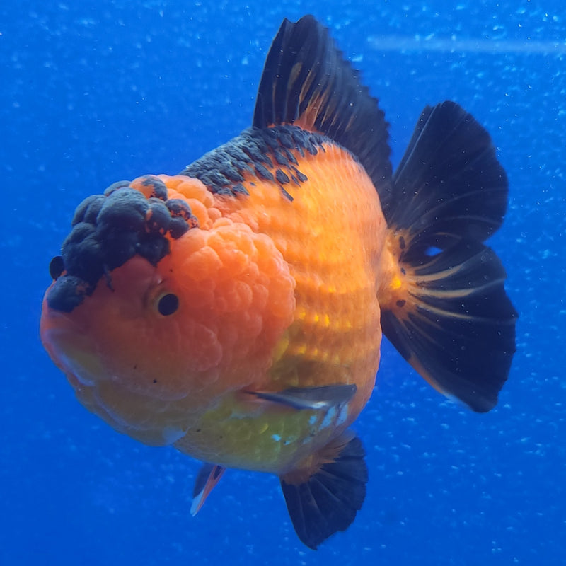 Thai Jumbo Oranda Apache 5in Female (FEB-225)BLUETUB1
