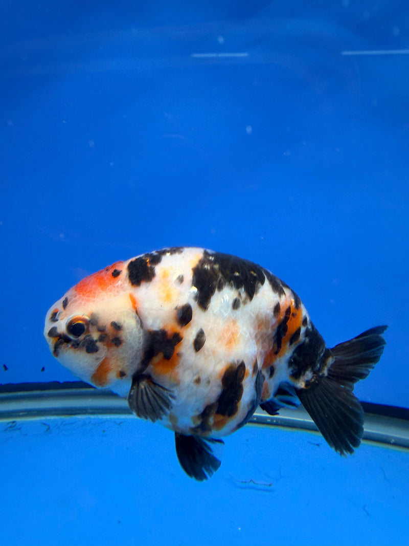 Chinese Ranchu Tiger Calico 4in Male (FEB-283)BLUETUBC