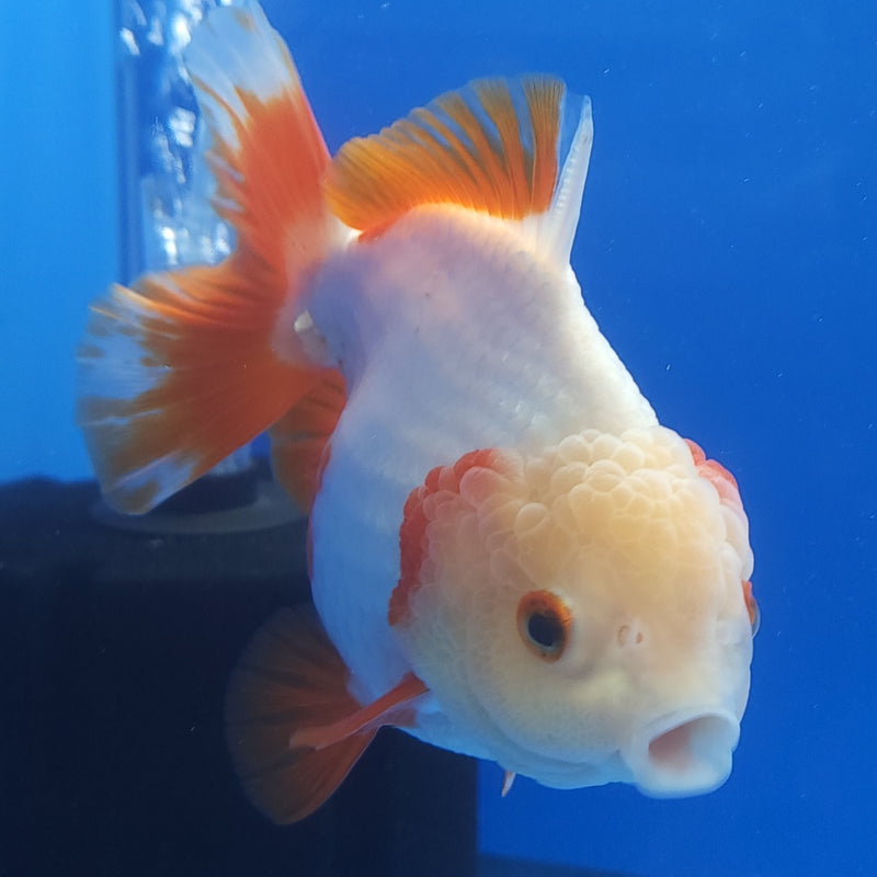 Thai Jumbo Oranda Red 4.5in Female (FEB-239)BLUETUB1