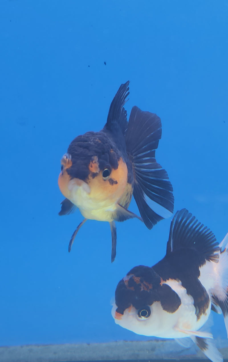 Thai Oranda Copper Panda 2.5 F (FEB-176)R3A07