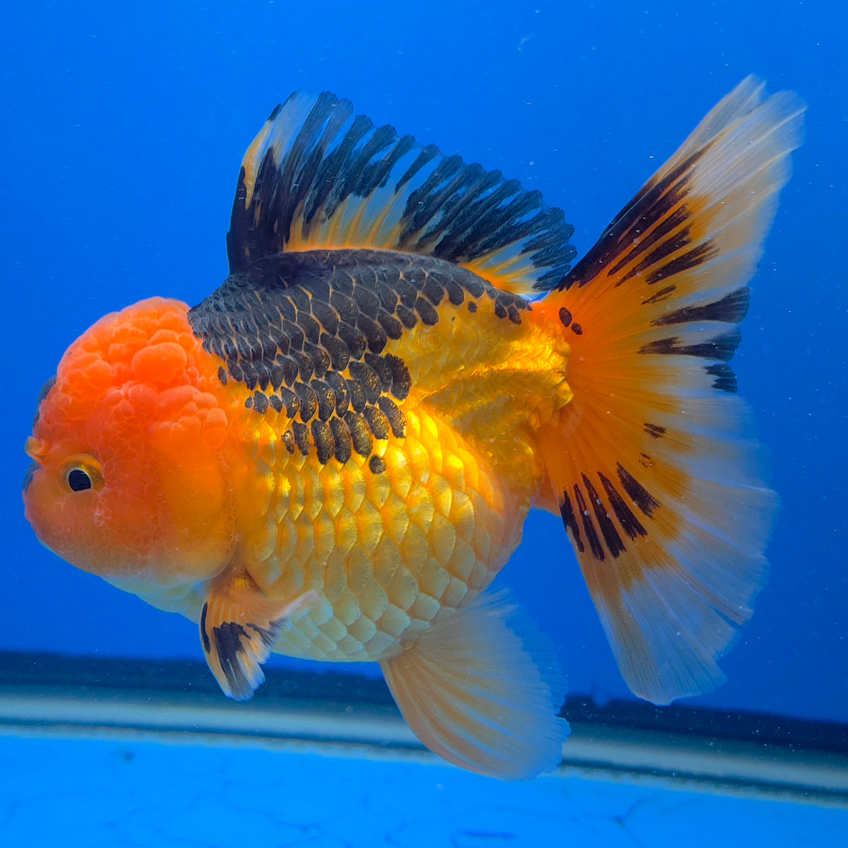 Thai Oranda Red Apache  3.80" Body Female (FEB-802)R1B04