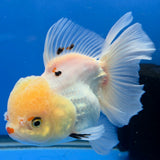 Thai Oranda Lemonhead Panda 3.5" Body Female (FEB-885)R2B08