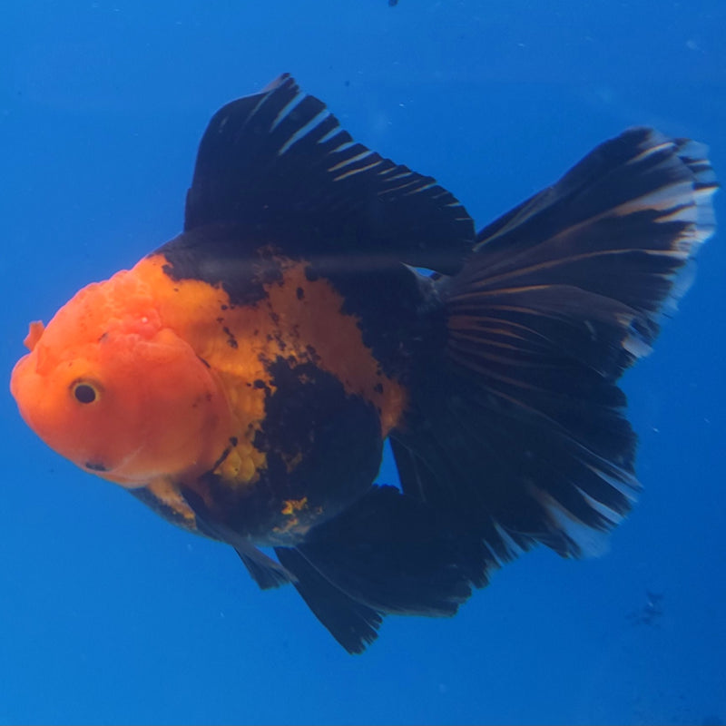 Thai Jumbo Oranda Apache 5in Female (FEB-220)BLUETUB2