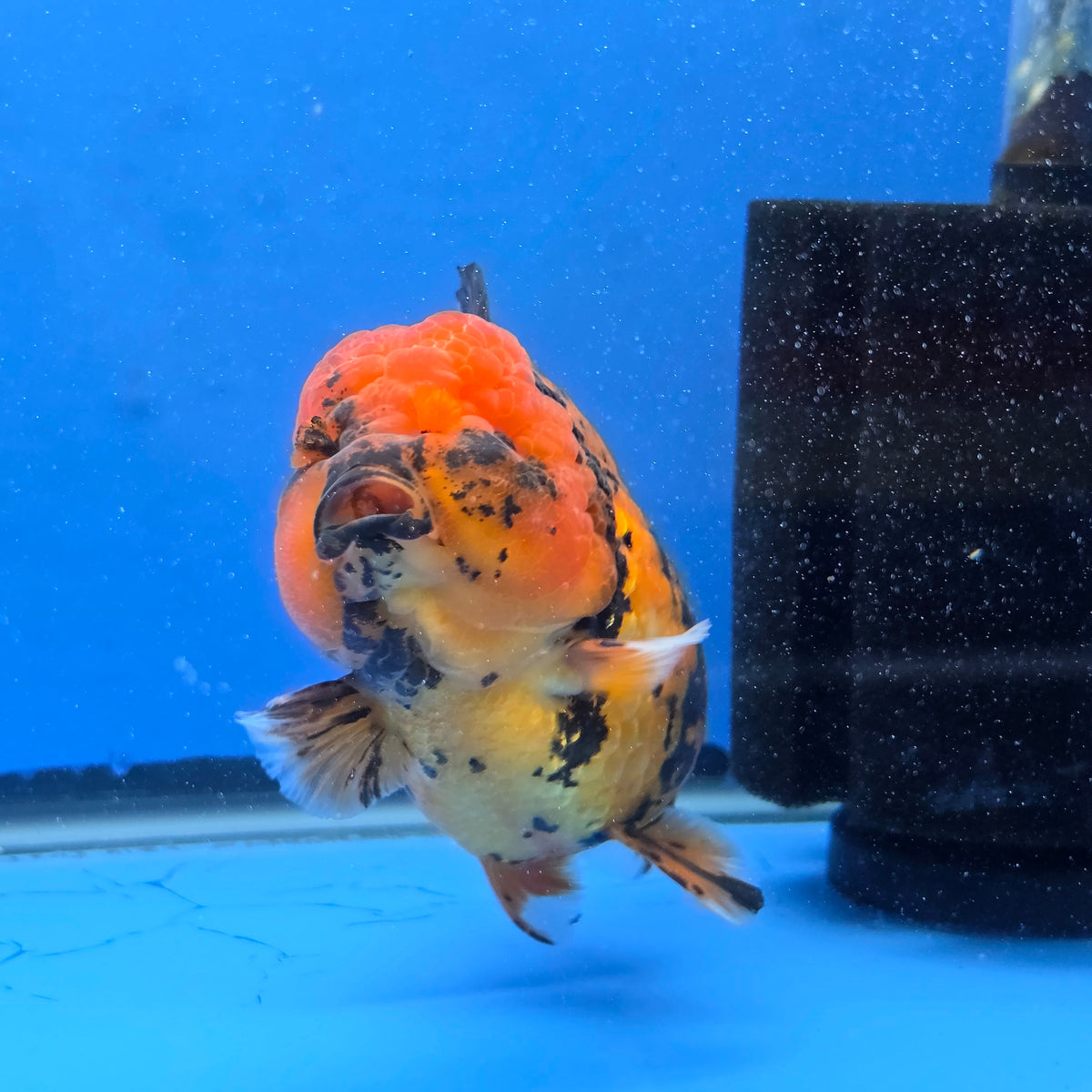 Thai Oranda Red Tiger Godzilla 5 inch Orchid Tail Body Female (G-FEB-108)BlueTubB
