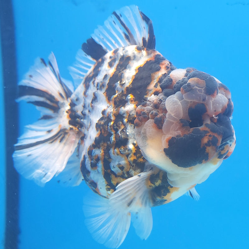 Thai Jumbo White Tiger Orchid Tail Oranda by NK THAILAND 5.00 inch Body (NKT-FEB-376)
