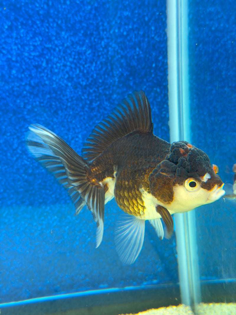 Thai Oranda Panda 2.5in Female (FEB-476)R3A13