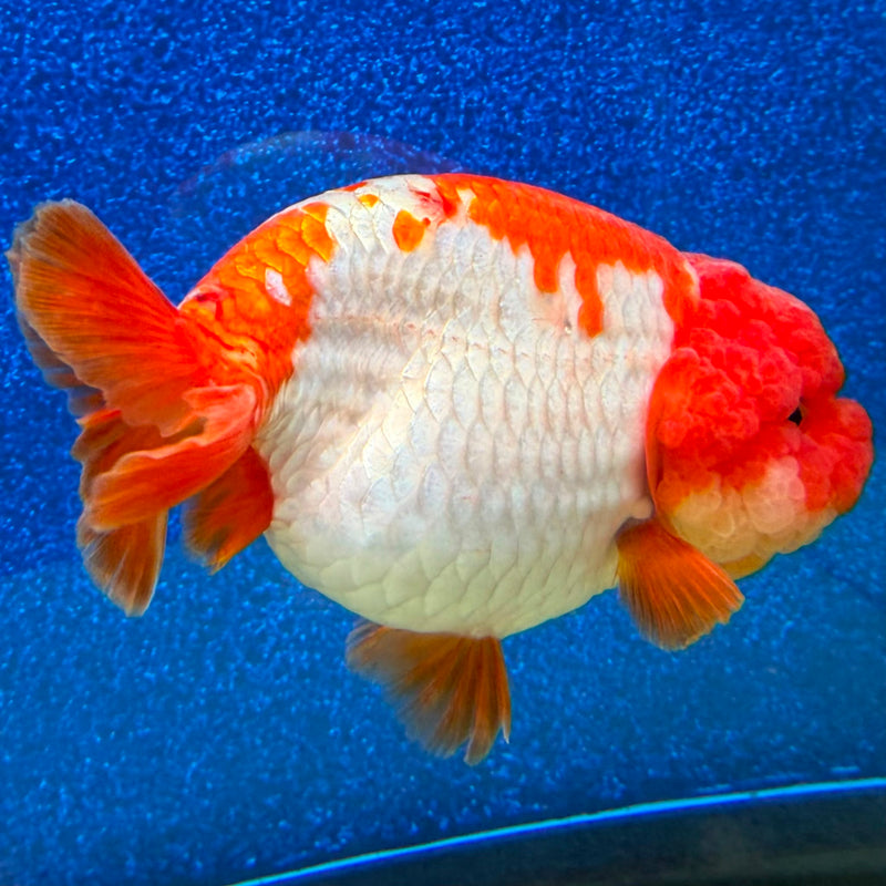 Thai Ranchu Red & White 4in Female (FEB-463)BLUETUBA