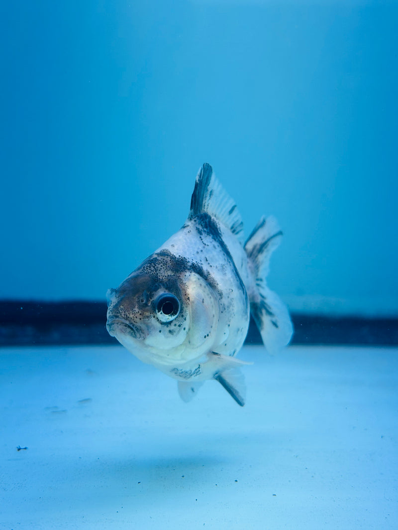 Thai Giant Breed Calico Yuanbao Oranda 2.25 inch Body (KP-225)R4C01