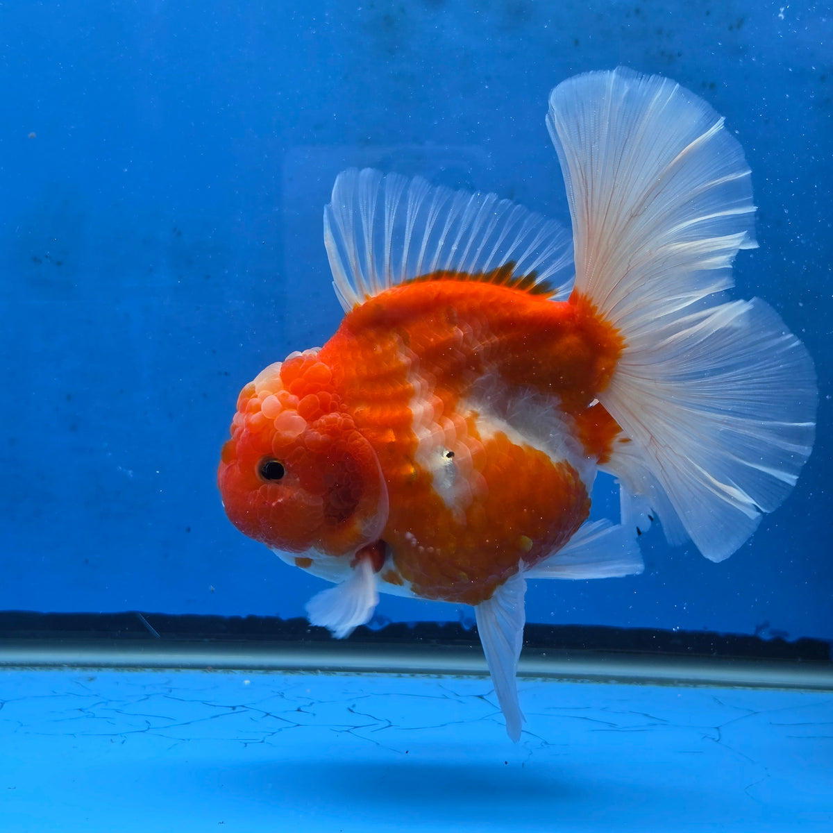 Thai Oranda Red and White Sakura Godzilla 4.5” Orchid Tail Body Female (G-FEB-104)BlueTubB