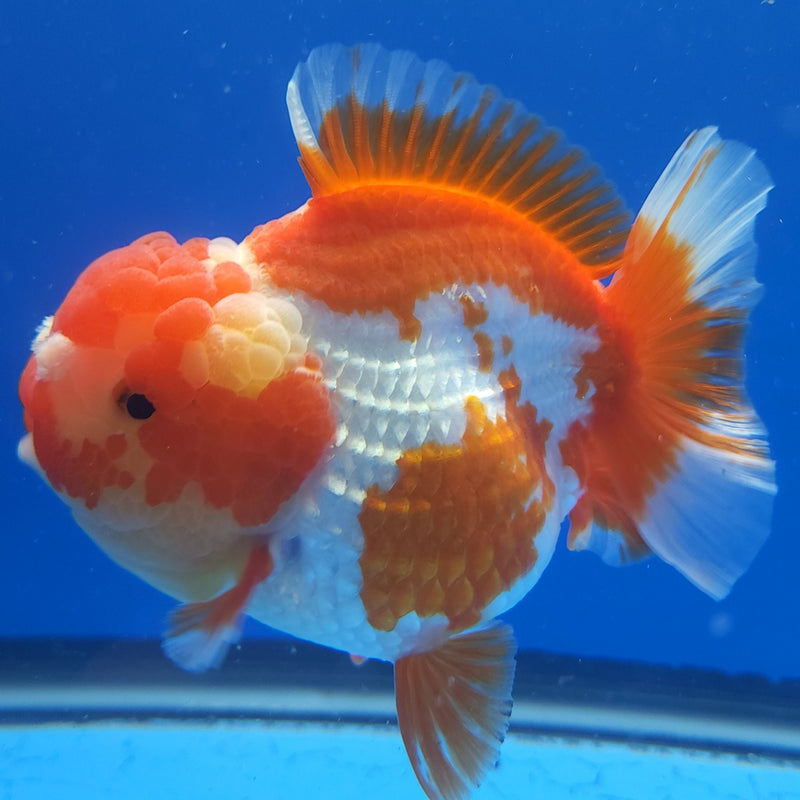 Thai Jumbo Oranda Red & White 4in Female (FEB-236)BLUETUB1