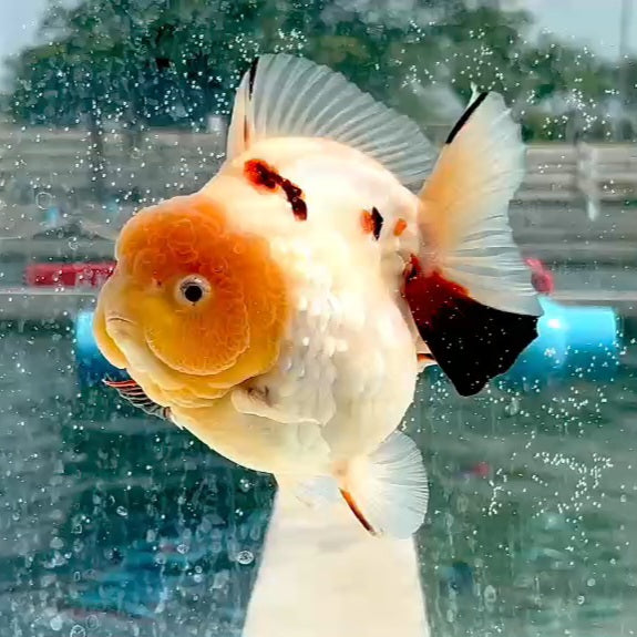 Thai Jumbo Tri Color Tiger Oranda Yuanbao 5.00 inch Body (QGF-JO1193)