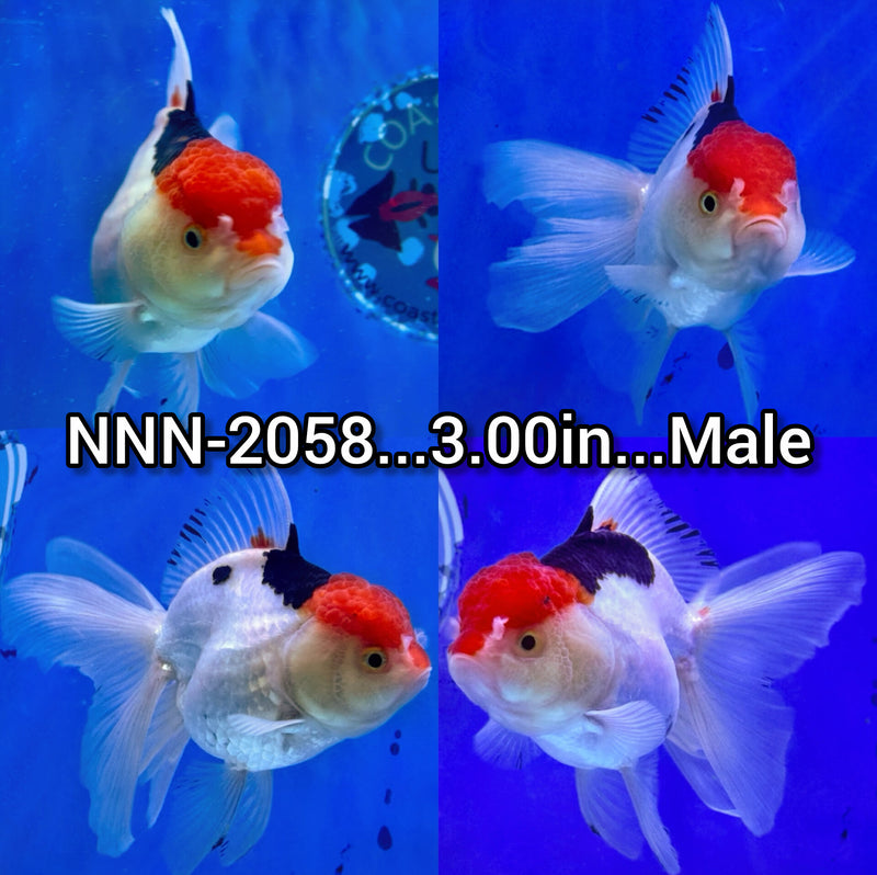 Thai Tri Color Oranda 3.00 inch Body Male (NNN-2058)SHOWTANK
