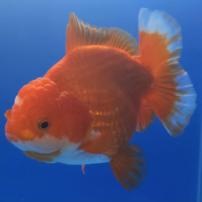 Thai Jumbo Oranda Red & White 4.5in Female (FEB-240)BLUETUB1
