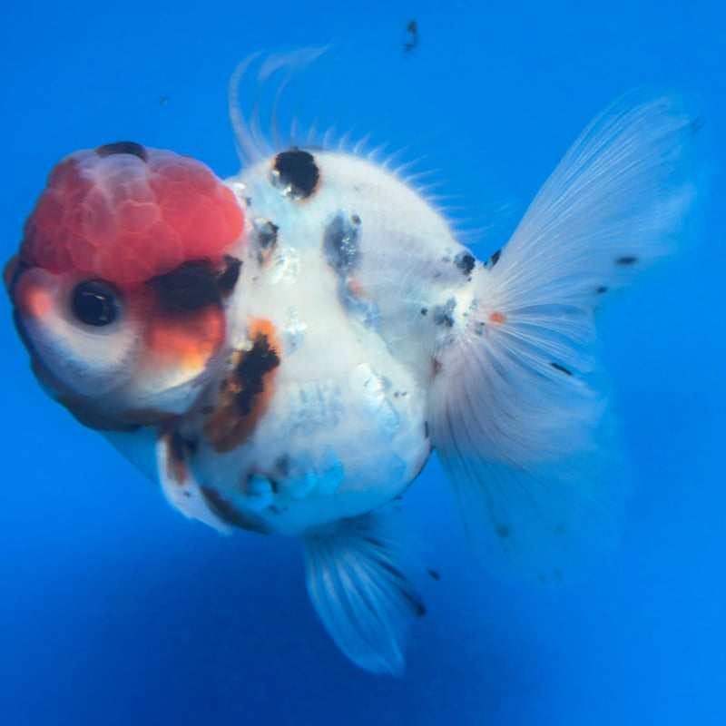 Thai Oranda Tiger Tri Color  in female 3.5 in (FEB-457)BLUETUBA