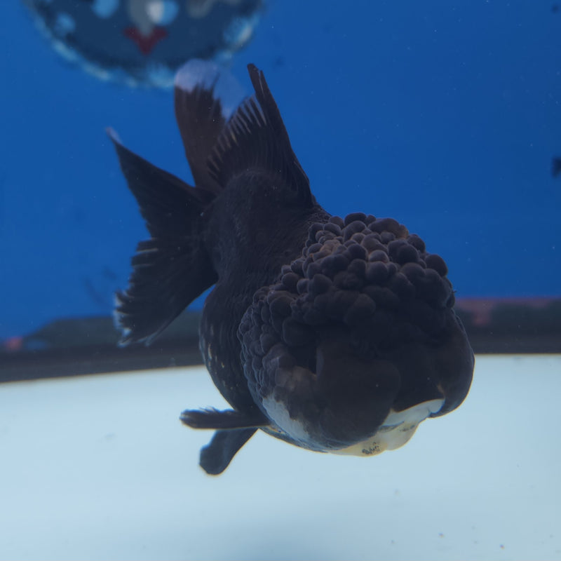 Thai Oranda Panda 3” Female (FEB-251)R3B04