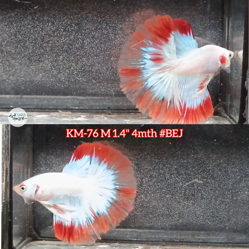 Live Male Betta Red Pattern Halfmoon (KM-76) High quality what you see what you get!!