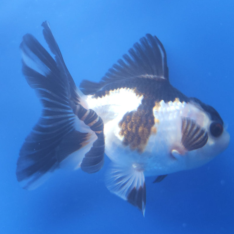 Thai Oranda Panda 2.5” Female (FEB-366)R3B20