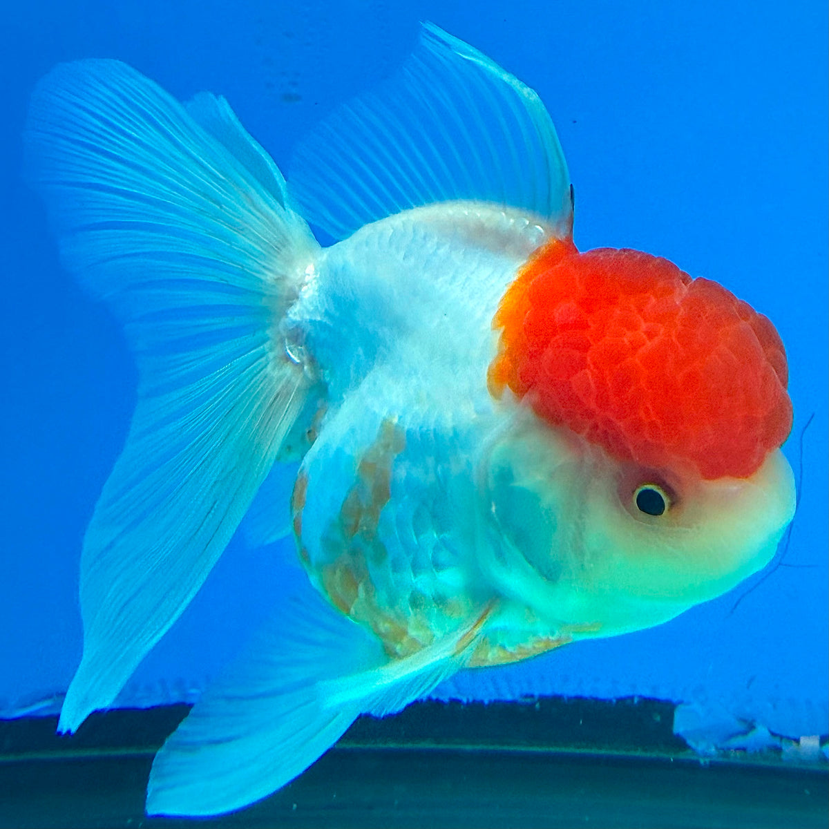 Thai Oranda White Body Red Cap 3.5" Female(FEB-432)R2B13
