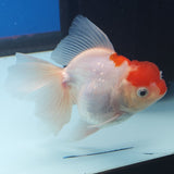 Thai Oranda Red Cap 3” Female (FEB-252)R3A04