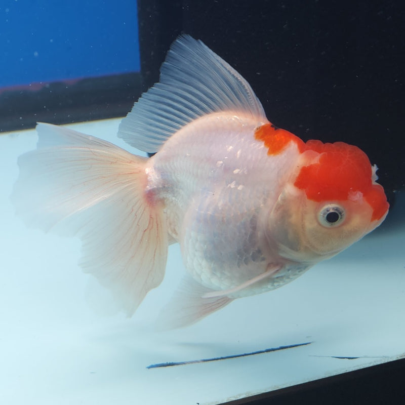 Thai Oranda Red Cap 3” Female (FEB-252)R3B04