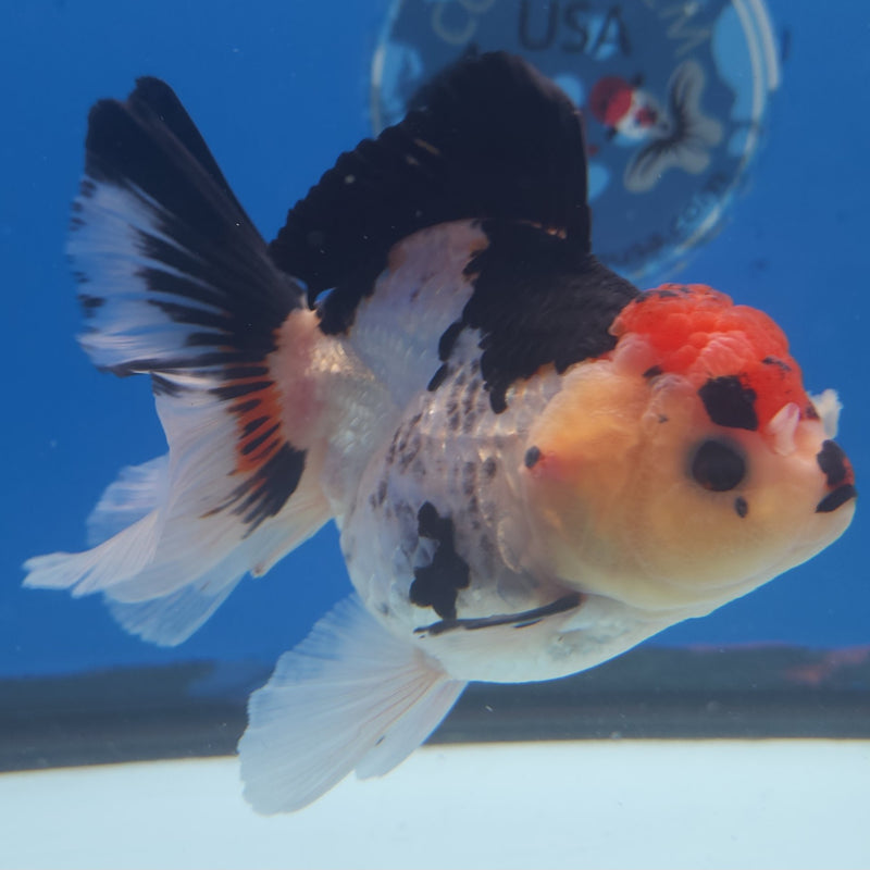 Thai Jumbo Oranda Tri-Color 5in Female (FEB-218)BLUETUB2