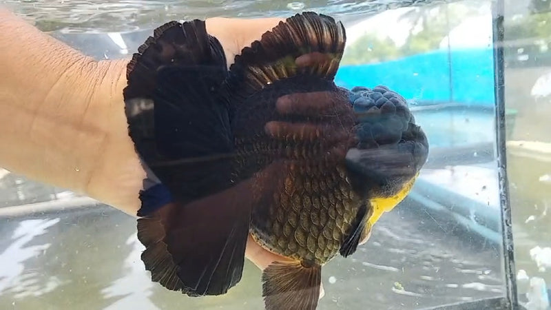 Thai Jumbo Black Orchid Tail Oranda by NK THAILAND 5.00 inch Body (NKT-JO2032)