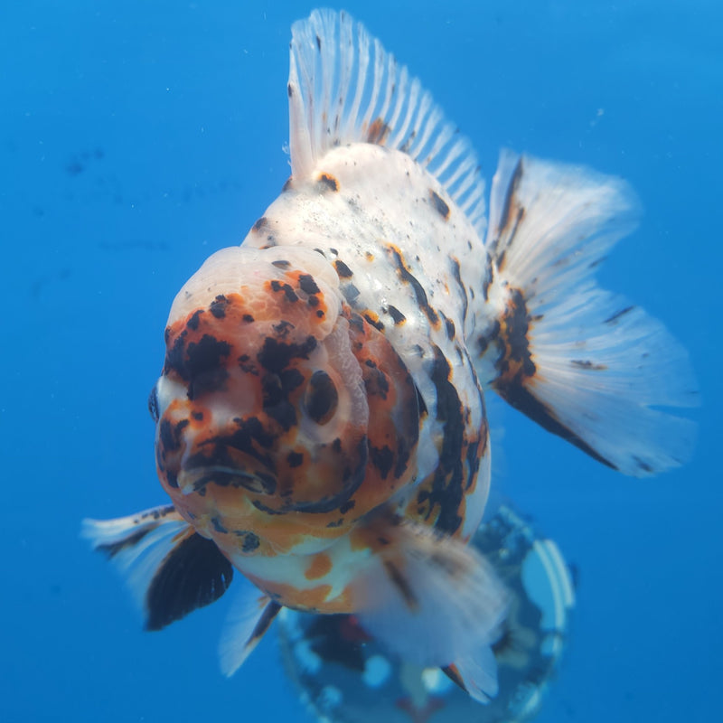 Thai Jumbo White Tiger Orchid Tail Oranda by NK THAILAND 5.00 inch Body (NKT-FEB-369)