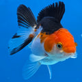 Thai Oranda Tri Color Short body breed 2.5" Body Female 6mths(FEB-563)R3B22