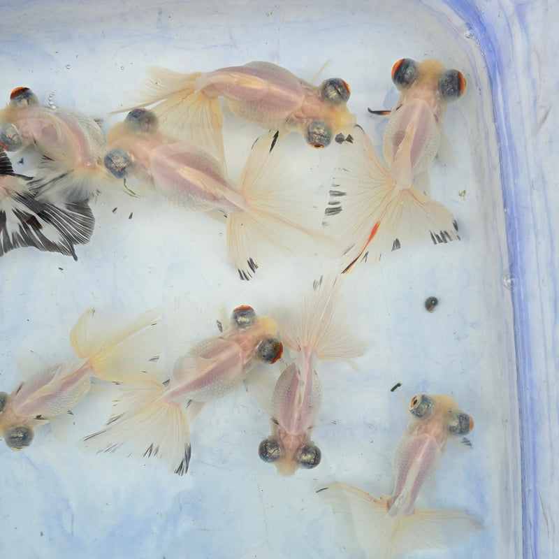 Live Fancy Goldfish Premium Select White Butterfly Telescope Moore 3.00 inch (CGF)