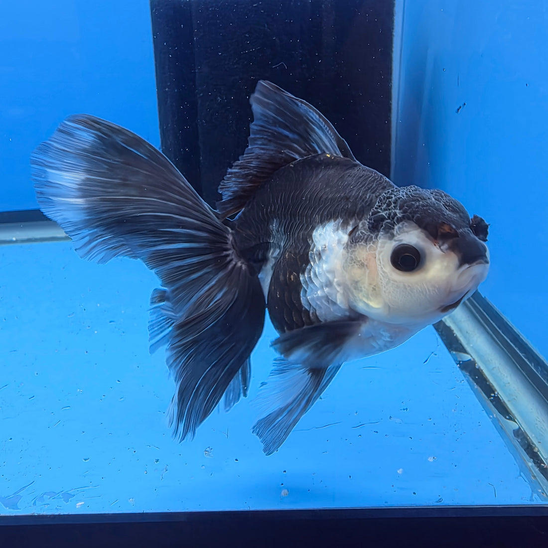 Thai Oranda Lemon Head Panda Jumbo Breed 2.8" Body Female 6mths(FEB-546)