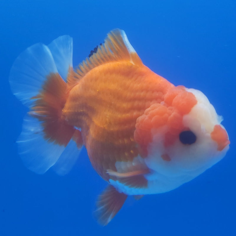Thai Jumbo Oranda Red & White 5in Female (FEB-235)BLUETUB1