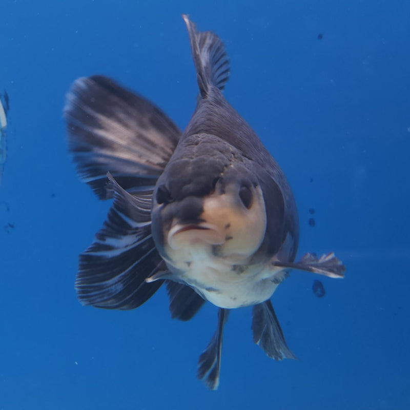 Thai Jumbo Oranda Panda 5in Female (FEB-219)BLUETUB2