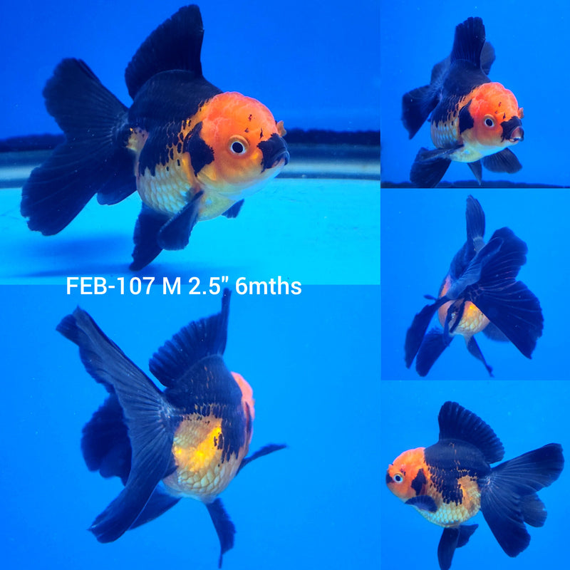 Thai Apache Oranda 2.5” Body Male (FEB-107)R3B15