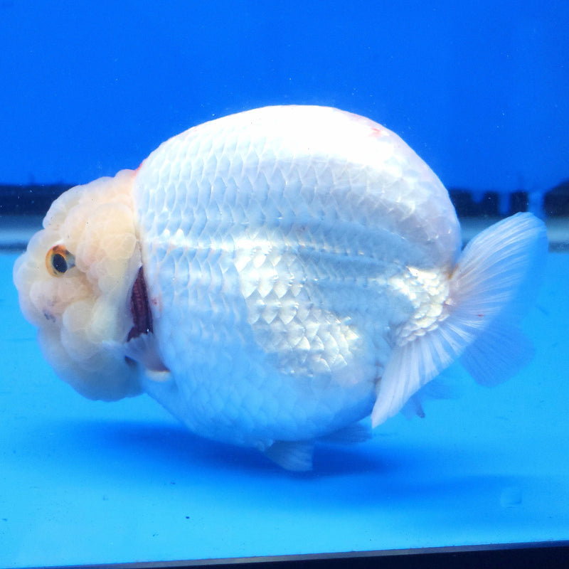 Thai Ranchu Lemonhead 3.5” Body Female(FEB-351)SHOWTANKB