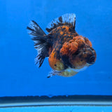 Thai Oranda Red Red Kirin Godzilla 4 inch Body Female (G-FEB-111)BlueTubB