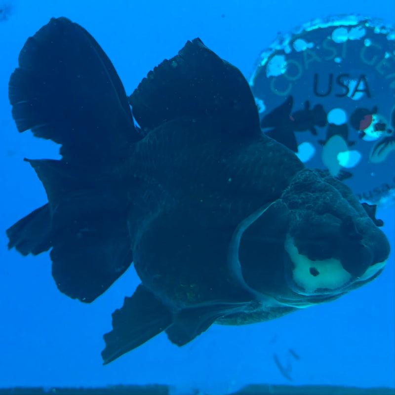 Thai Oranda Panda Body 4.5in Female (FEB-452)BLUETUBA