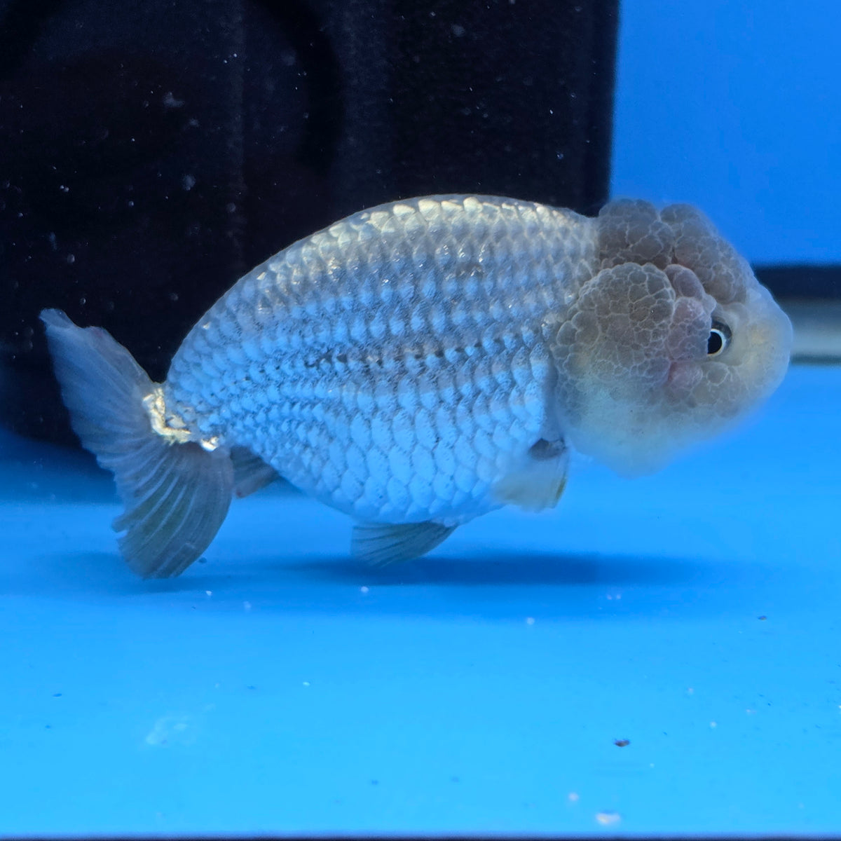Thai Ranch Blue Silver 2.50" Body Female (FEB-776)R3B23