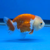 Thai Ranchu Red and White 2.50" Body Female (FEB-813)R2B05
