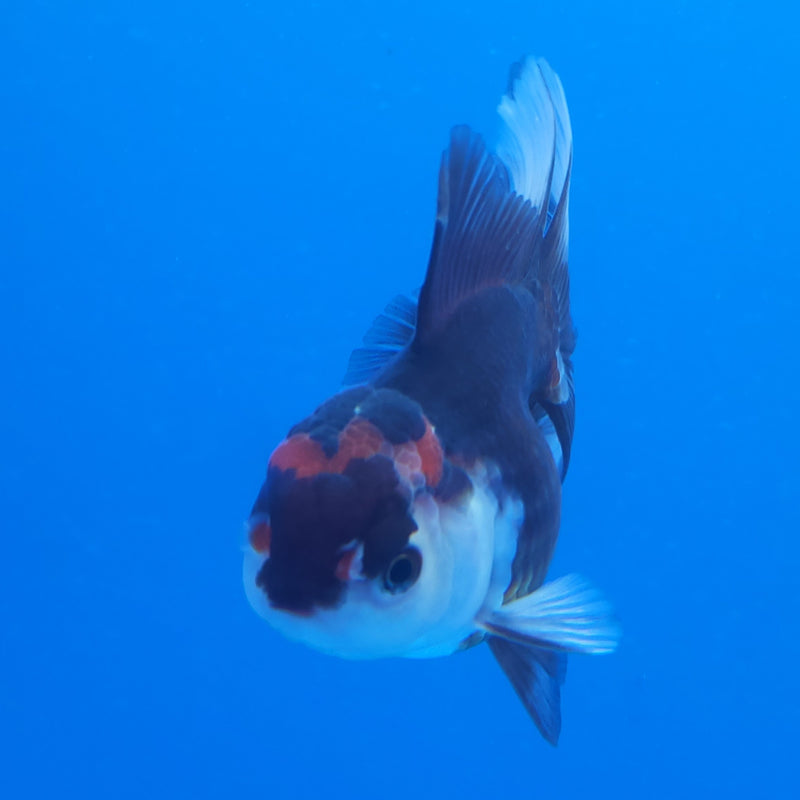 Thai Oranda Apache Panda Tri-Color 2.5 F (FEB-194)R3A06