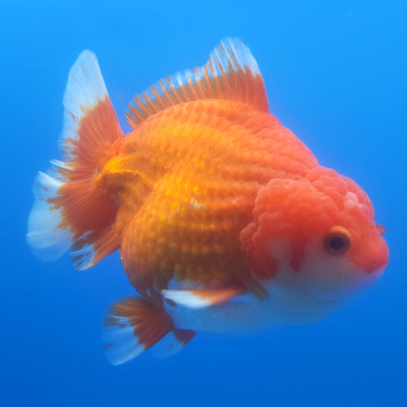 Thai Jumbo Oranda Red & White 4.5in Female (FEB-242)BLUETUB1