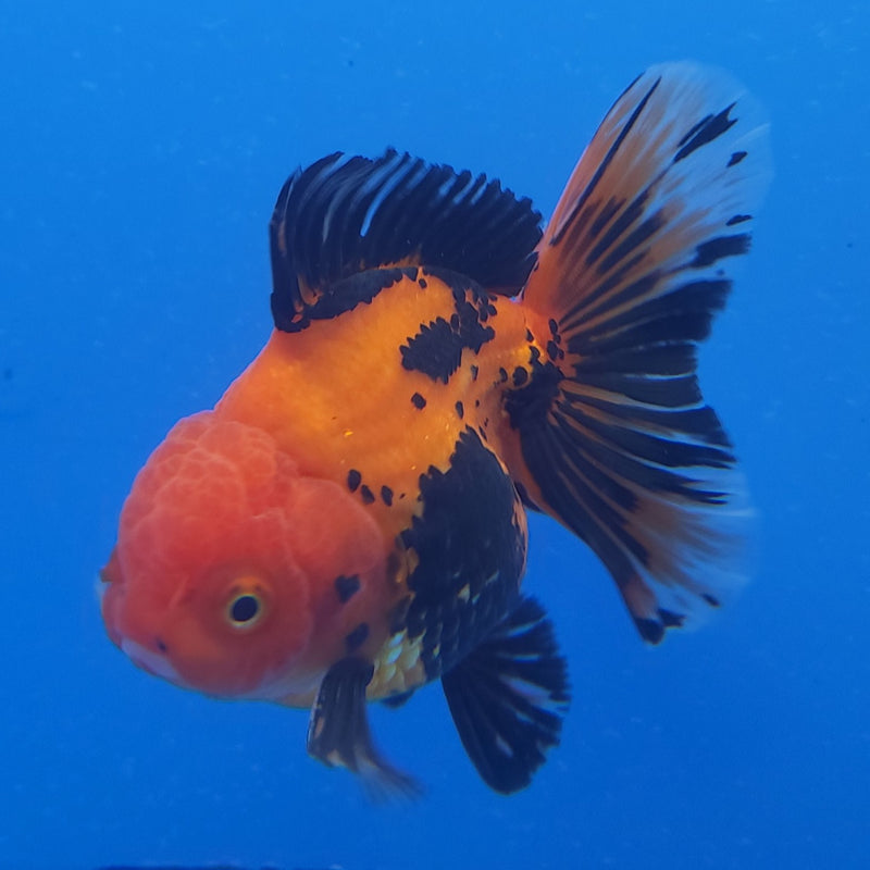 Thai Tri-Color 3in Male (FEB-208)R3A05
