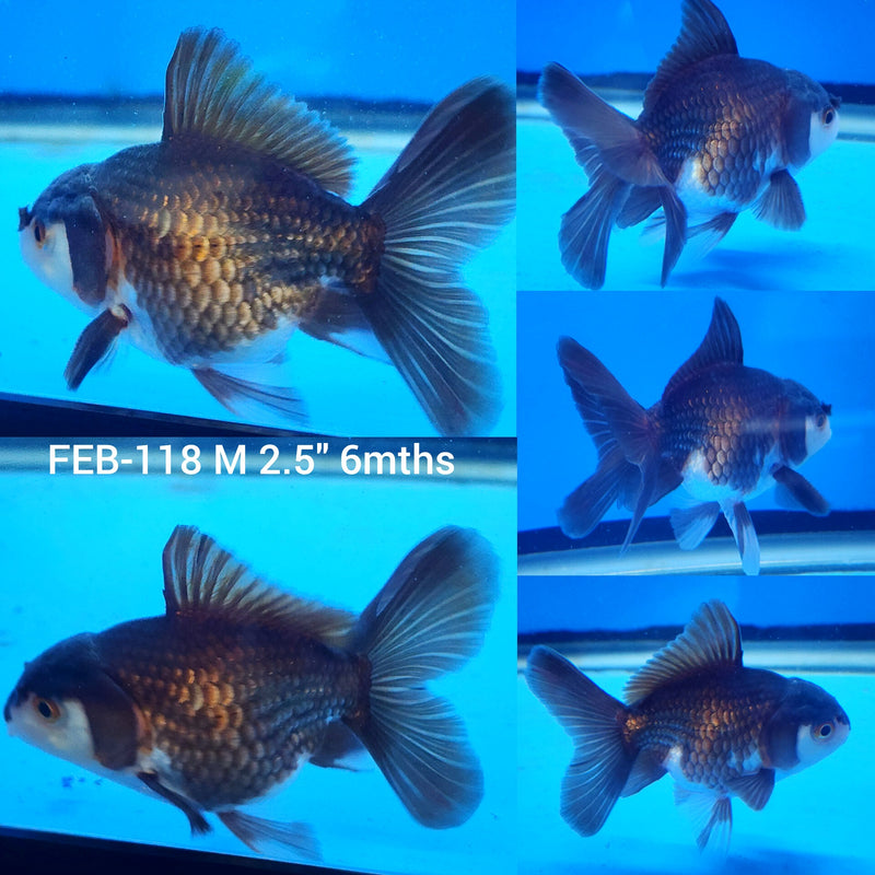 Thai Panda Oranda 2.5” Body Male (FEB-118)R3B13