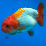 Thai Ranchu Red & White Shark 4in Female (FEB-445)BLUETUBA