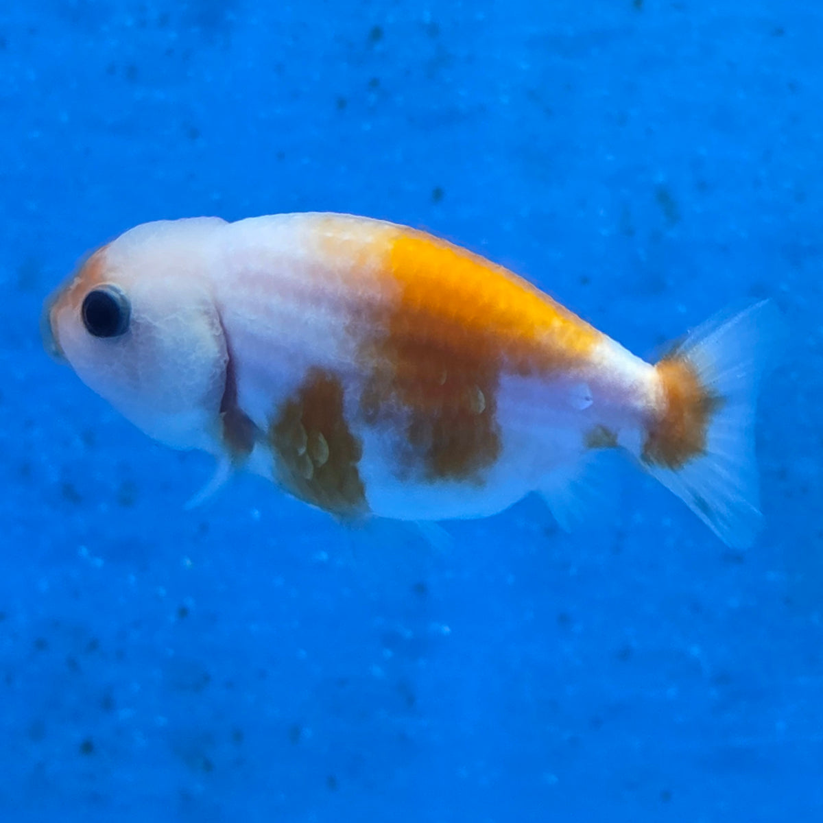 Thai Ranchu Calico Tiger 2.00" Body (FEB-880)R2B06