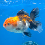 Thai Oranda Tiger 2.5” Female(FEB-676)R3B01