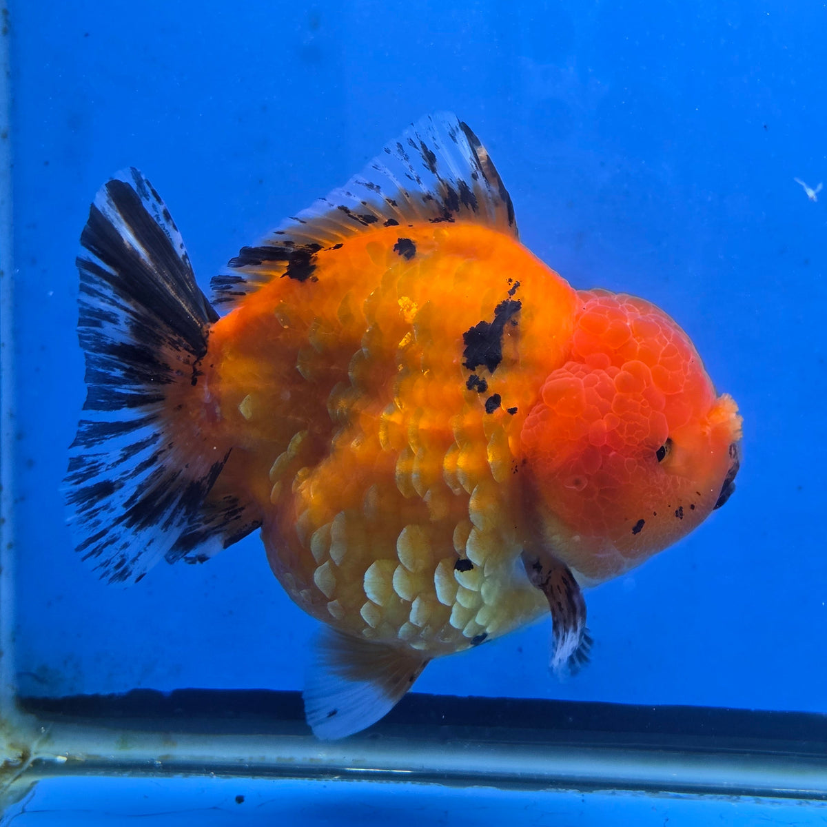 Thai Oranda Red Tiger Sakura Godzilla 5.5 inch Orchid Tail Body Female (G-FEB-106)BlueTubB